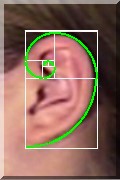 El Número áureo Divisas Hipotecas ear-spiral El número áureo