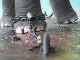 elefante