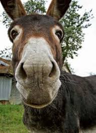 burro