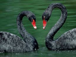 cisnes