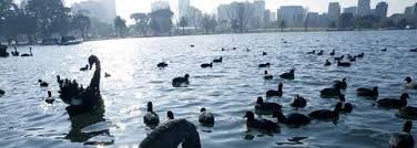 cisnes negros