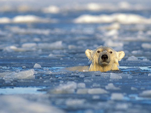15.000 científicos alertan de daño ambiental irreversible al bienestar 1