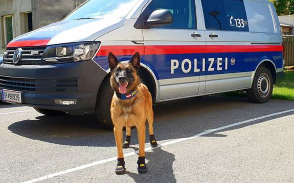 La policía suiza pone zapatos a sus perros para protegerles de las quemaduras del asfalto 4