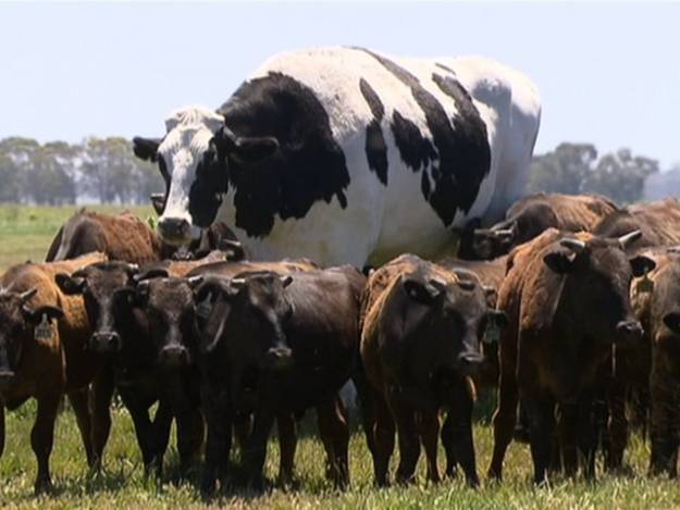 La enorme vaca australiana que se libró del matadero porque no cabía 4