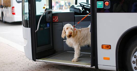 Los perros podrán subir en los autobuses de Madrid, a pie con correa y bozal 4