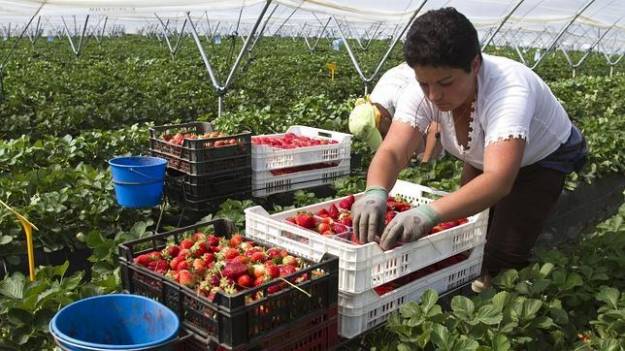 Solo se presentan 970 personas para los 23.000 empleos para recoger fresa en Huelva 1