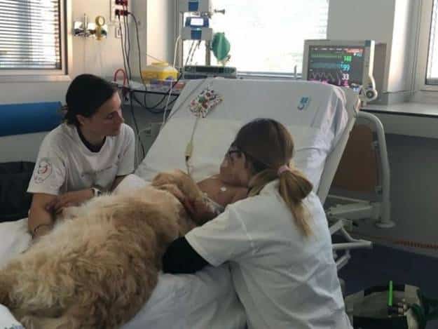 El Hospital 12 de Octubre lanza una pionera terapia asistida con perros para reducir el dolor de niños en la UCI 4