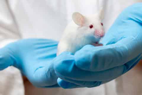 Logran eliminar en ratones una de las formas más agresivas del cáncer de páncreas 4
