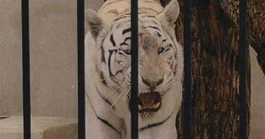 Descubren un tigre albino enjaulado como "mascota de lujo" en un chalet de Alicante 4