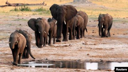 Mueren 55 elefantes por hambre y sed durante los últimos dos meses en la principal reserva de Zimbabue 4