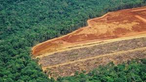 Incendios en la selva y el desarrollo económico 1