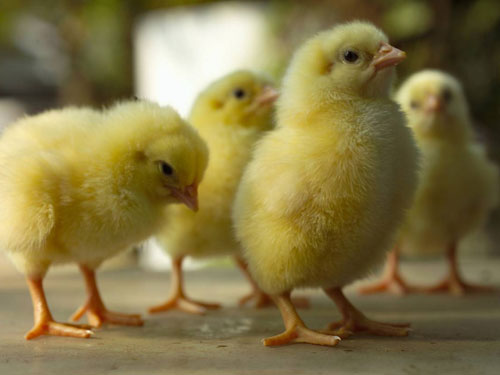 Suiza prohíbe triturar pollitos vivos (legal en España) 4