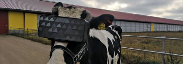 Los rusos ponen gafas virtuales a las vacas para que crean que están en el campo 4