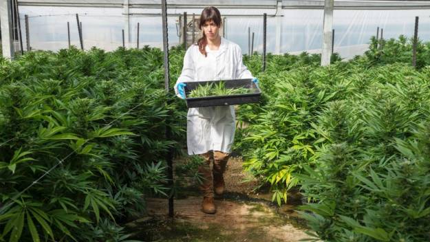 Las burbujas de la marihuana y la carne de mentira 1