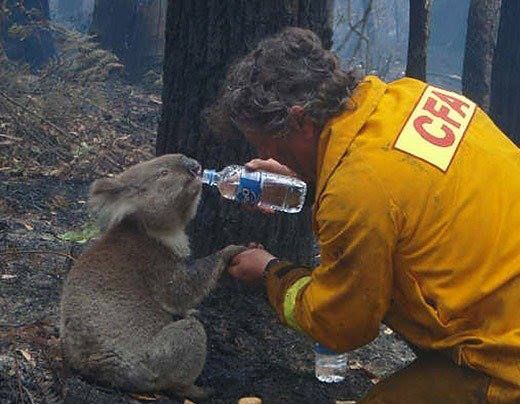 Los incendios forestales han matado a más de 2.000 koalas en Australia 4