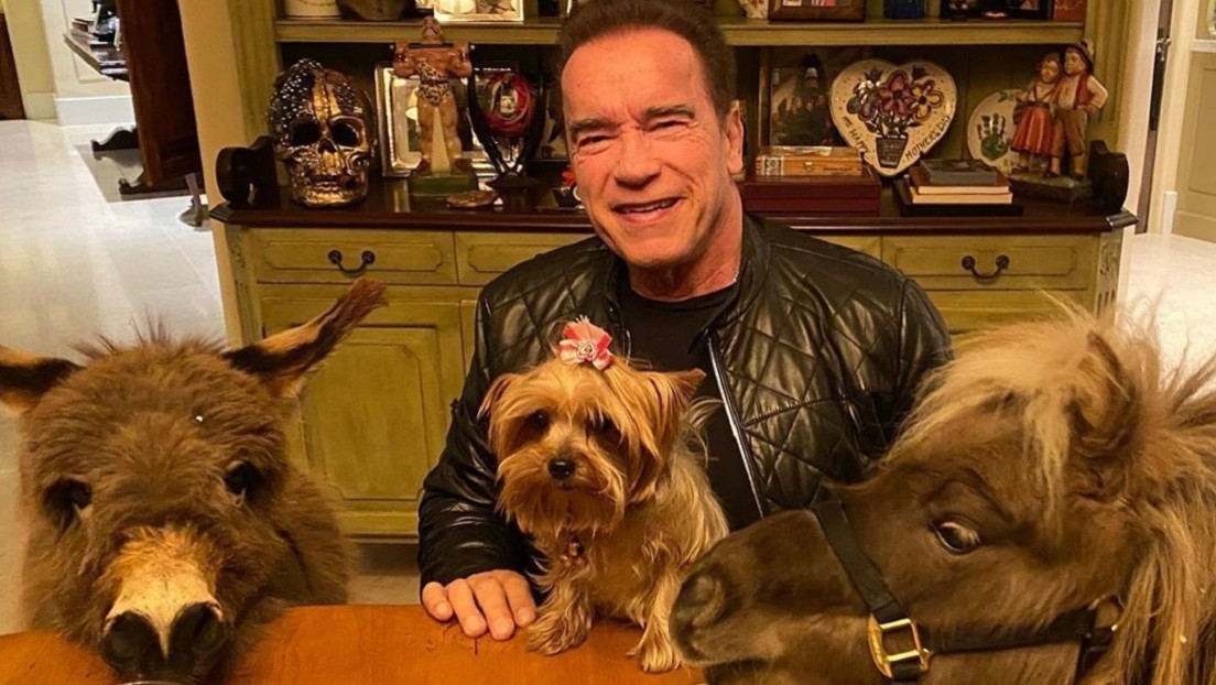 Schwarzenegger adopta un burro como mascota y muestra cómo se instala en su nuevo hogar 4