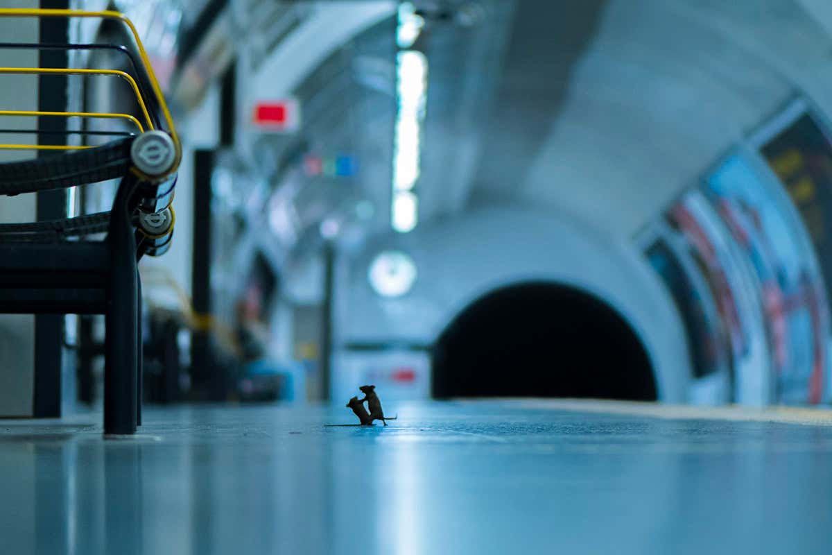 La foto de dos ratones peleándose en el metro, galardonada con el "Wildlife Photographer of the Year" 6