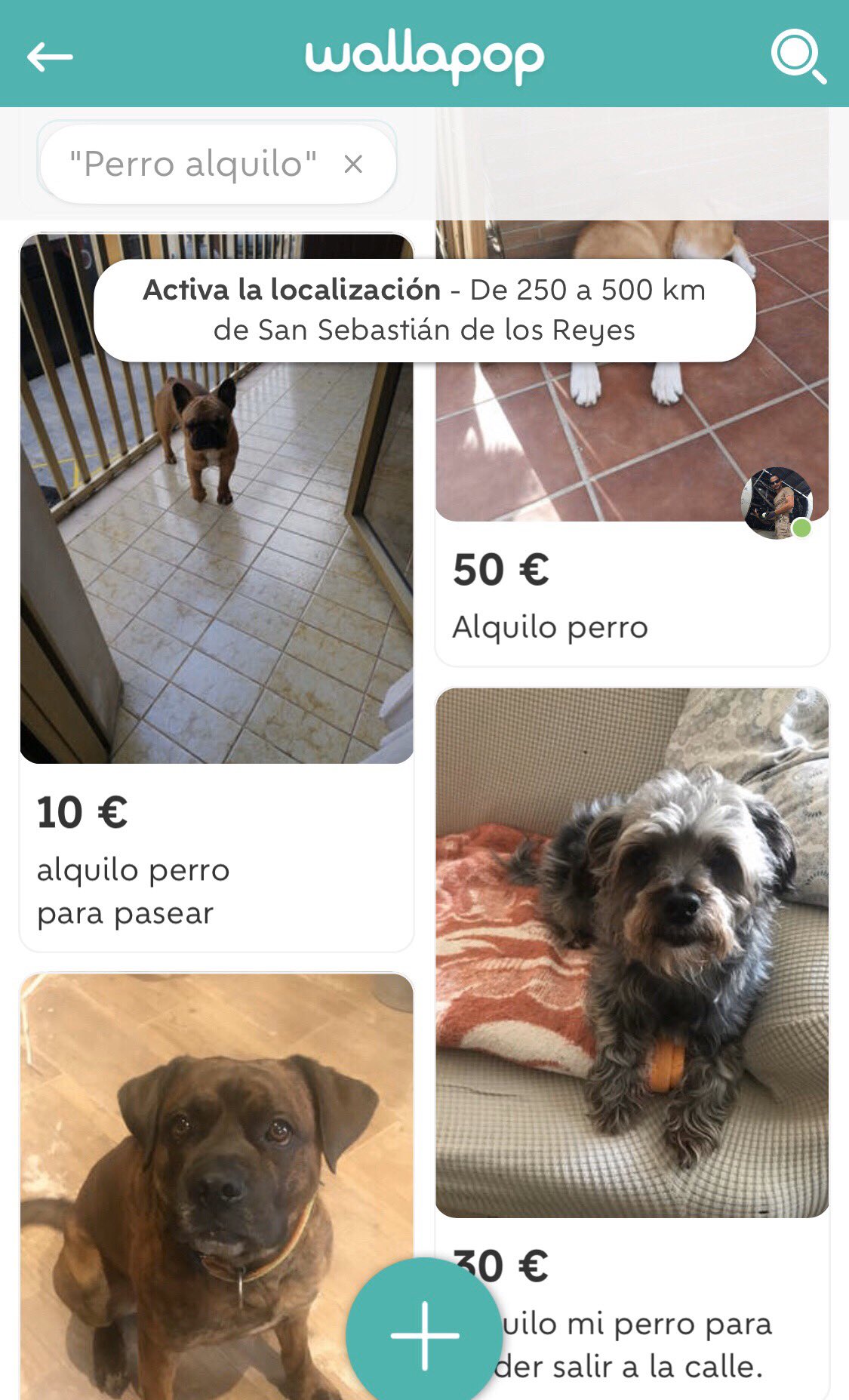 Vergonzoso: Se alquilan perros en Wallapop para quien ‘quiera dar un paseo’ en la cuarentena 1