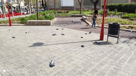 El extraño caso de las decenas de palomas muertas en el centro de Barcelona 4