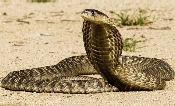 El efecto cobra 1