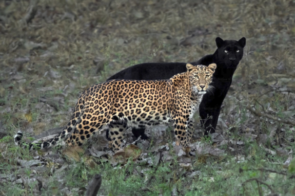 Foto inédita: Logran fotografiar a una pantera negra y un leopardo juntos 4