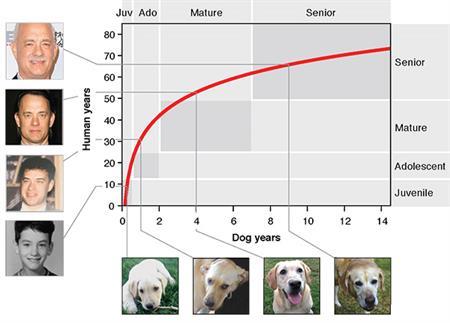 Científicos acaban con el mito de que un año humano no equivale a siete años de perro (es más complicado) 4