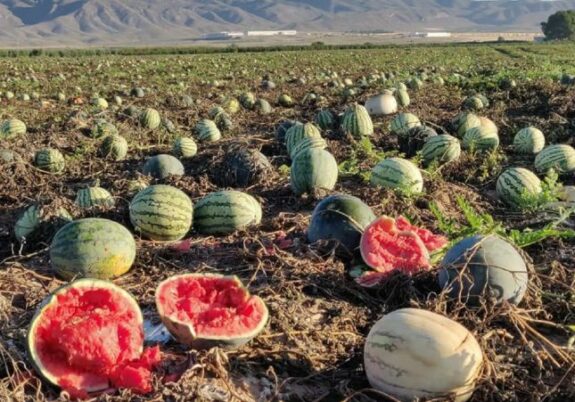 Dejan cinco millones de melones y sandías sin recoger por la falta de demanda en Yecla 4