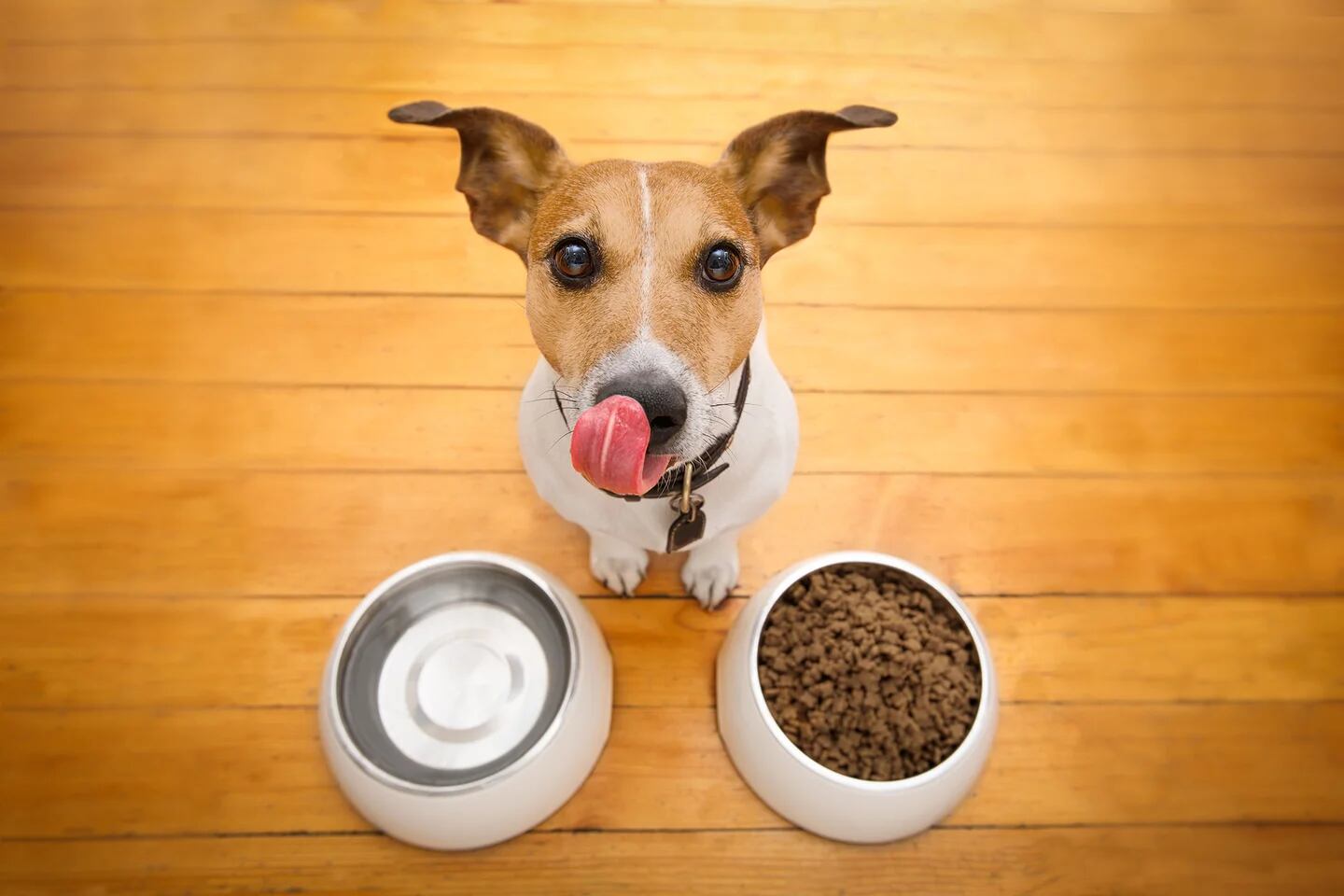 Cómo la subida de las hipotecas impacta en la vida de nuestras mascotas 1
